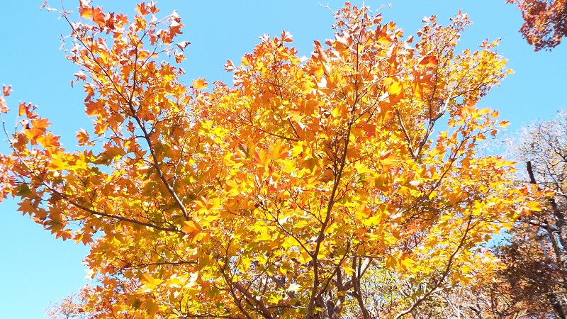 えびの2015 11 19紅葉 4