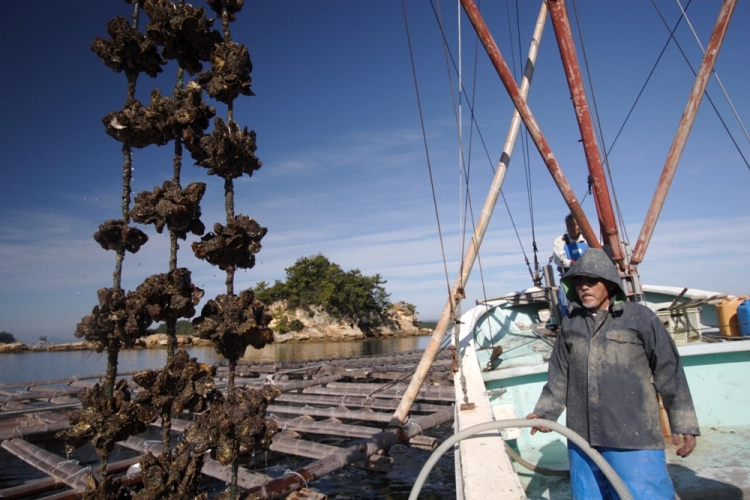 九十九島サロン 九十九島の水産業