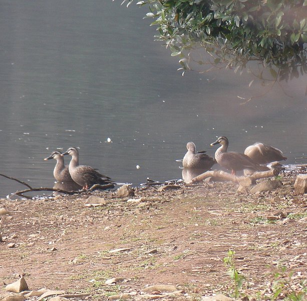 諏訪の池 karugamo