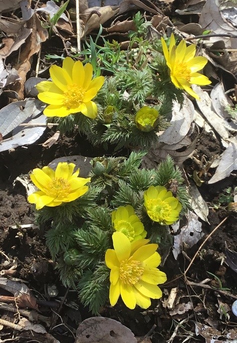 ミチノクフクジュソウ