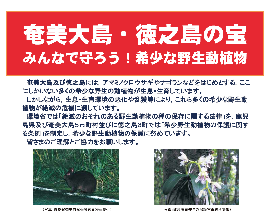 amami tokunoshima mamoritai