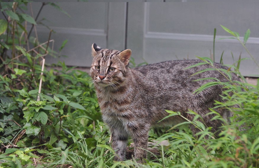 tsushimavc8 yamaneko